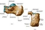 Anatomie: heup,bovenbeen,knie,onderbeen,enkel,voet,acetabulum,collum femoris,trachanter,femur,epicondyl,meniscus,kruisband,cruciate ligament,patella,knieschijf,tibia,fibula,malleolus,talus,calcaneus,tarsus,metatarsus,phalanx,falanx,quadriceps femoris,rectus femoris,sartorius,tensor fasciae latae,tractus iliotibialis,biceps femoris,gastrocnemius,semimembranosus,semitendinosus,soleus,suralis,vena saphena parva,vena saphena magna,sciatic,ischiadicus,peronea